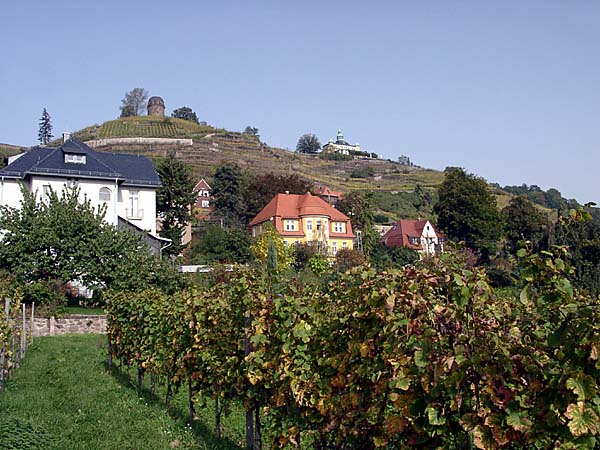 Weinanbau in Radebeul