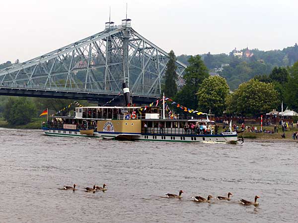Wettschwimmen: Gänse gegen den Raddampfer Meissen