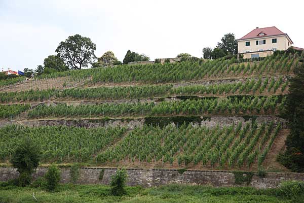 Weinberg am Elbhang