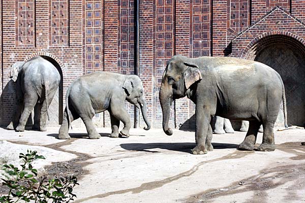 Elefanten im Leipziger Zoo