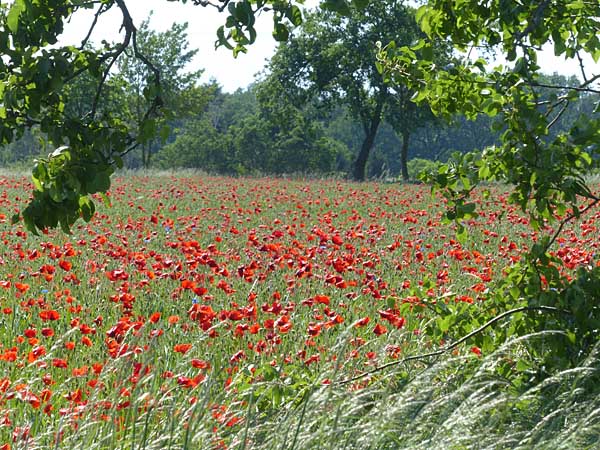 Sachsen - 