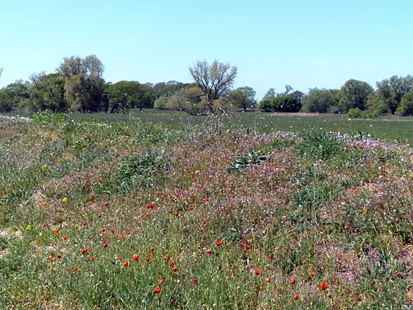 Auenlandschaft bei Löbnitz