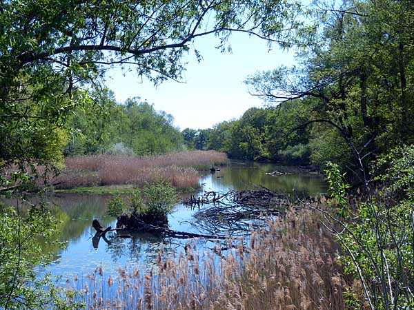 alter Muldearm bei Löbnitz