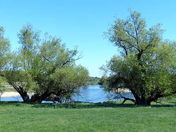 Auenlandschaft