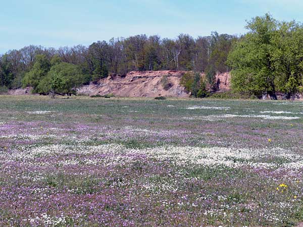 Wiese vor der Kulisse des Roten Ufers