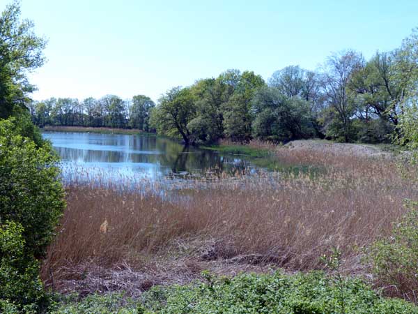 alter Muldearm bei Schnaditz