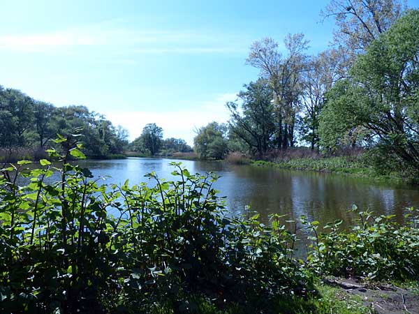 Auenlandschaft bei Eilenburg Ost