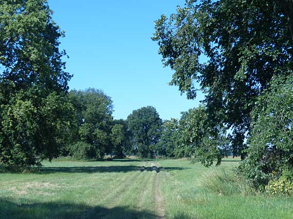 Weg zwischen Canitzer Brücke und Muldedamm Püchau