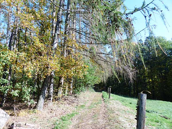 Am Hellerbach unterwegs nach Rochlitz