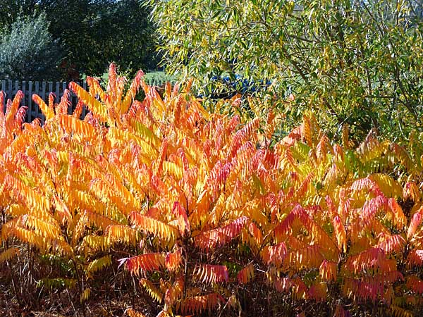 herbstliches Farbenspiel