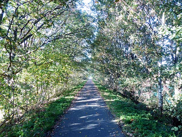 Alphaltierter Radweg auf der Bahntrasse der Muldentalbahn