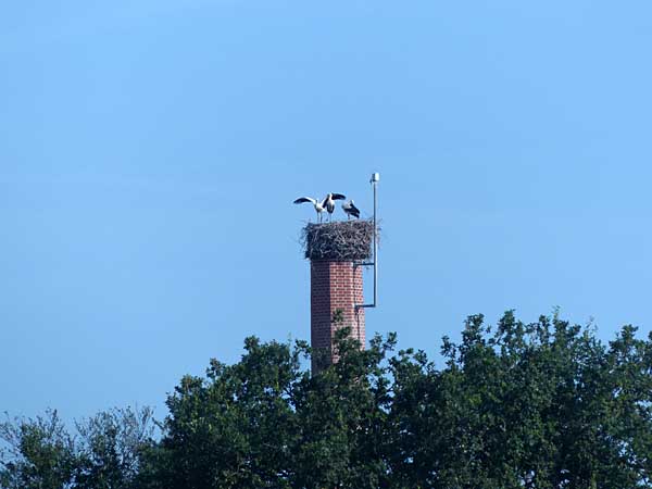Storchenhorst in Canitz