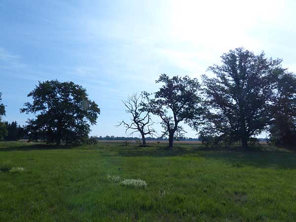 Auenlandschaft bei Püchau