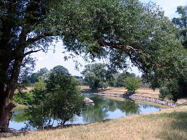 Mulde bei Eilenburg
