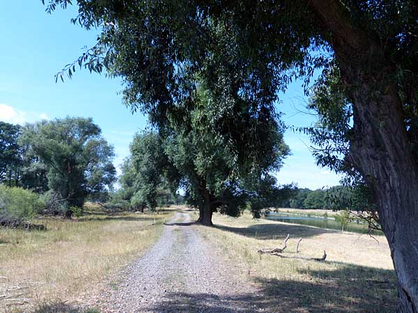 Weg durch die Muldenaue