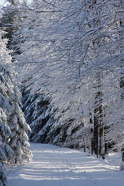 Winterwald im Vogtland