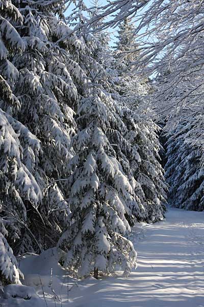Winterwald im Vogtland