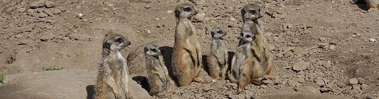 Leipzig - Erdmännchen im Zoo